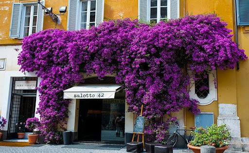 bar near the pantheon